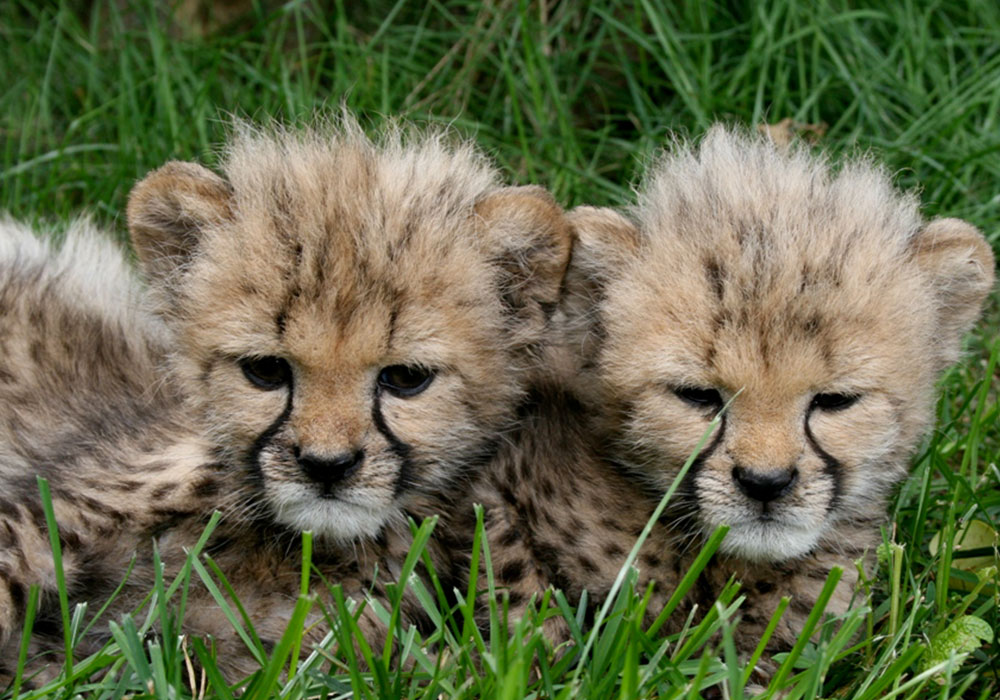 African Lion Safari 50週年 | 與動物一起狂歡體驗零距離接觸! African Lion Safari 50週年 | 與動物一起狂歡體驗零距離接觸!-lifestyle-