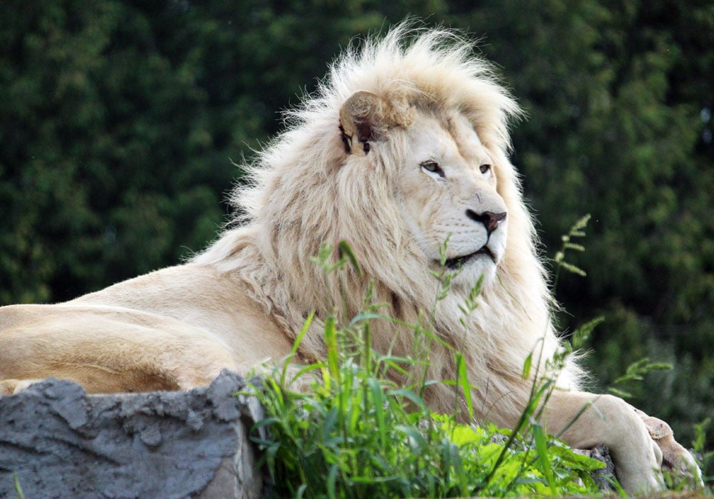 African Lion Safari 50週年 | 與動物一起狂歡體驗零距離接觸! African Lion Safari 50週年 | 與動物一起狂歡體驗零距離接觸!-lifestyle-