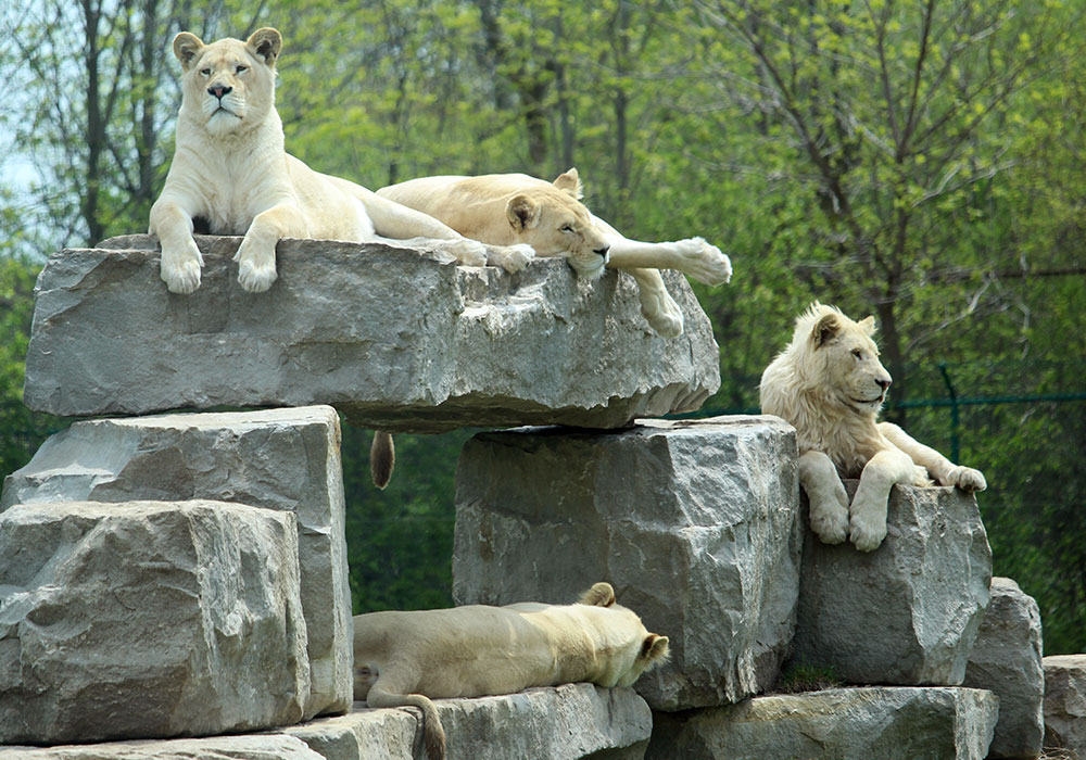 African Lion Safari 50週年 | 與動物一起狂歡體驗零距離接觸! African Lion Safari 50週年 | 與動物一起狂歡體驗零距離接觸!-lifestyle-