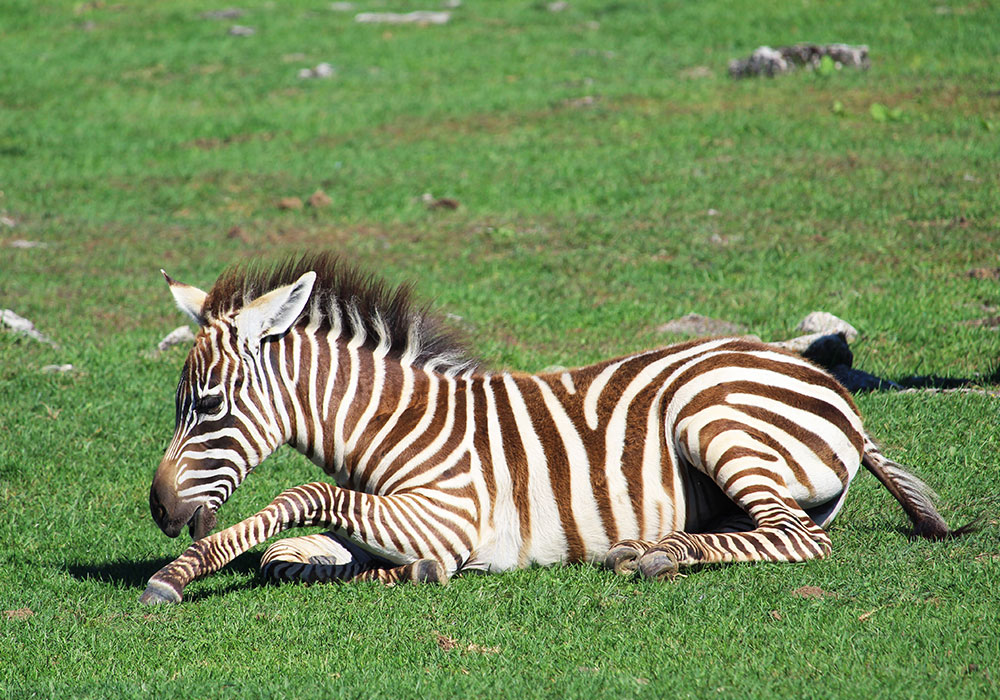 African Lion Safari 50週年 | 與動物一起狂歡體驗零距離接觸! African Lion Safari 50週年 | 與動物一起狂歡體驗零距離接觸!-lifestyle-