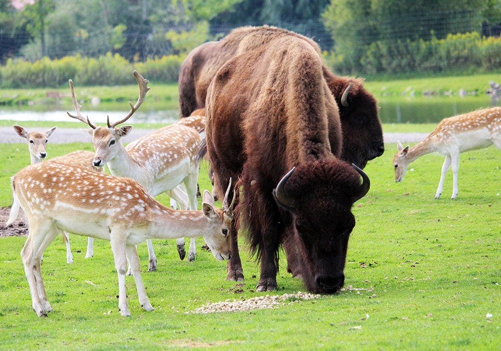 African Lion Safari 50週年 | 與動物一起狂歡體驗零距離接觸! African Lion Safari 50週年 | 與動物一起狂歡體驗零距離接觸!-lifestyle-