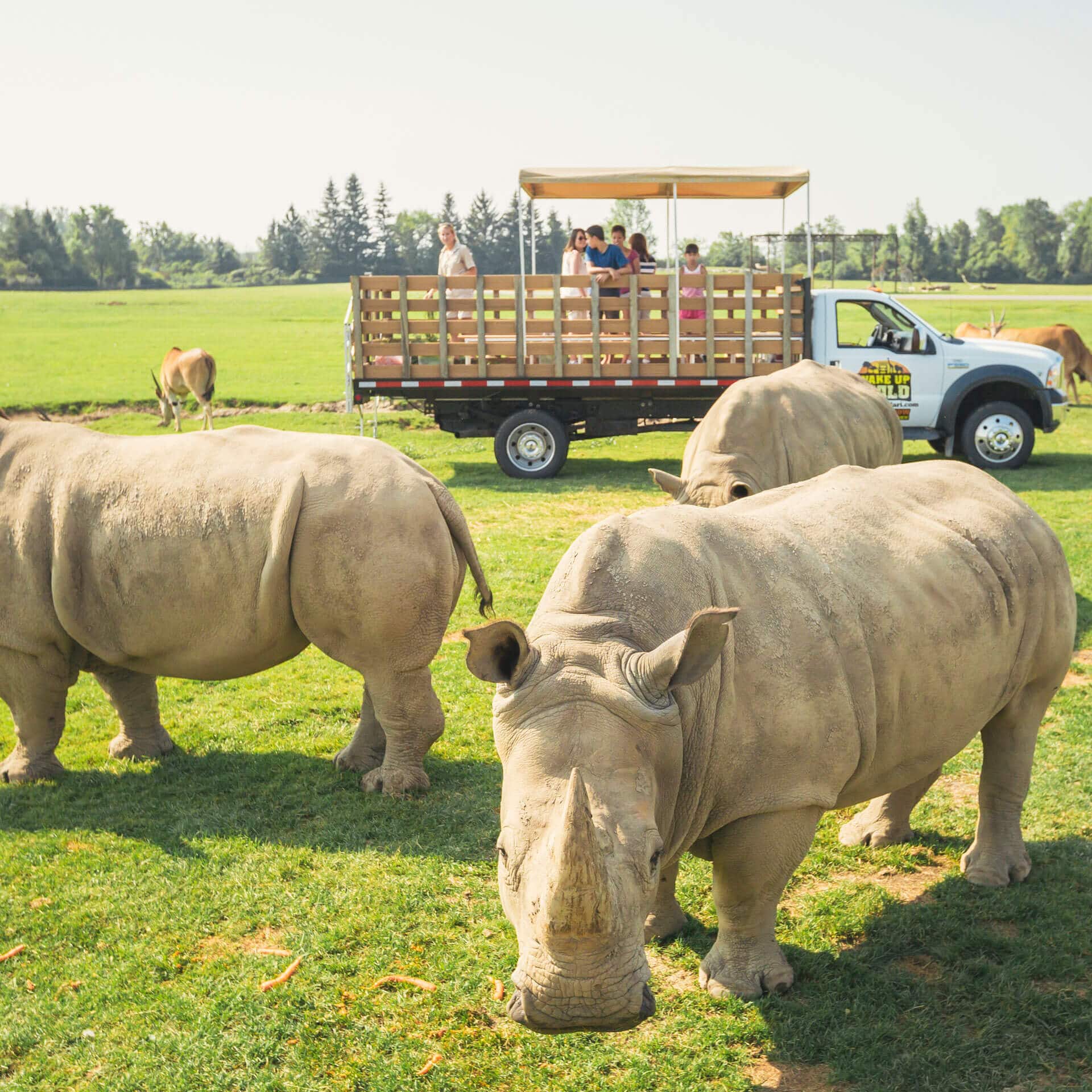 African Lion Safari 50週年 | 與動物一起狂歡體驗零距離接觸! African Lion Safari 50週年 | 與動物一起狂歡體驗零距離接觸!-lifestyle-