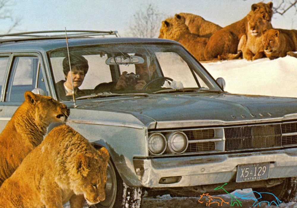 African Lion Safari 50週年 | 與動物一起狂歡體驗零距離接觸! African Lion Safari 50週年 | 與動物一起狂歡體驗零距離接觸!-lifestyle-