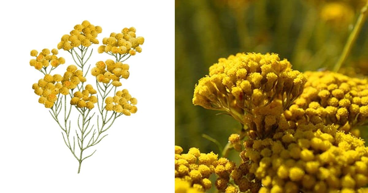 邀你體驗 | 熱賣十年的業界「抗老神霜」!L'occitane 升級限量版【蠟菊賦活極萃霜】,給妳【少女澎潤肌】的終極秘訣~ 邀你體驗 | 熱賣十年的業界「抗老神霜」!L'occitane 升級限量版【蠟菊賦活極萃霜】,給妳【少女澎潤肌】的終極秘訣~-beauty-loccitane